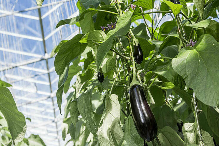 Aubergines nog niet zomaar jaarrond geteeld